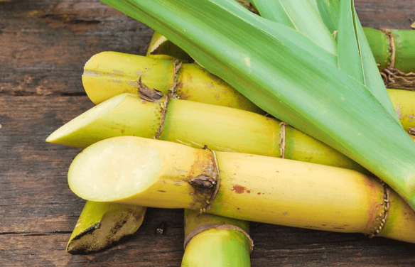 쿠키 설탕 종류 사탕수수 원당